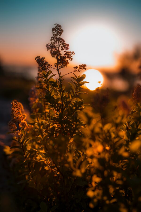 ora d'oro | golden hour