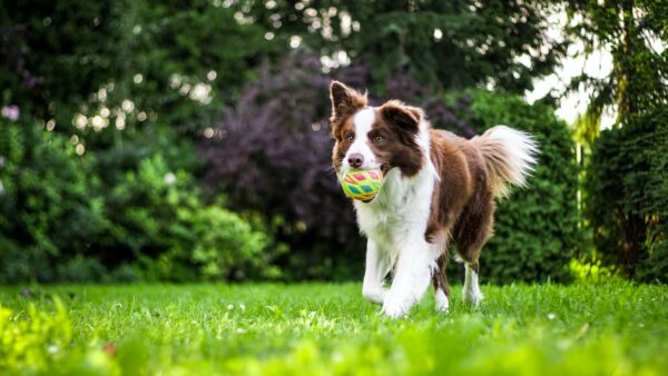 fotografare il proprio cane