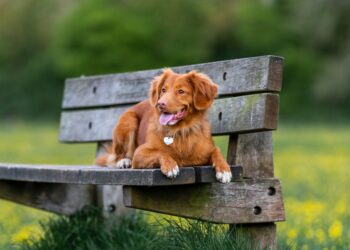 fotografare il proprio cane