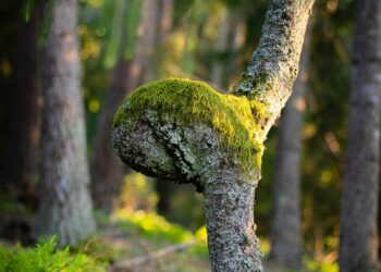 green moss on gray tree trunk