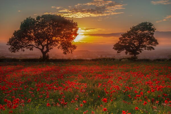 poignant scene, poppies as the sun goes down