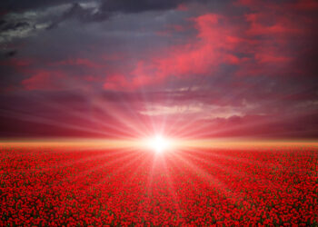 Poppies field at sunset