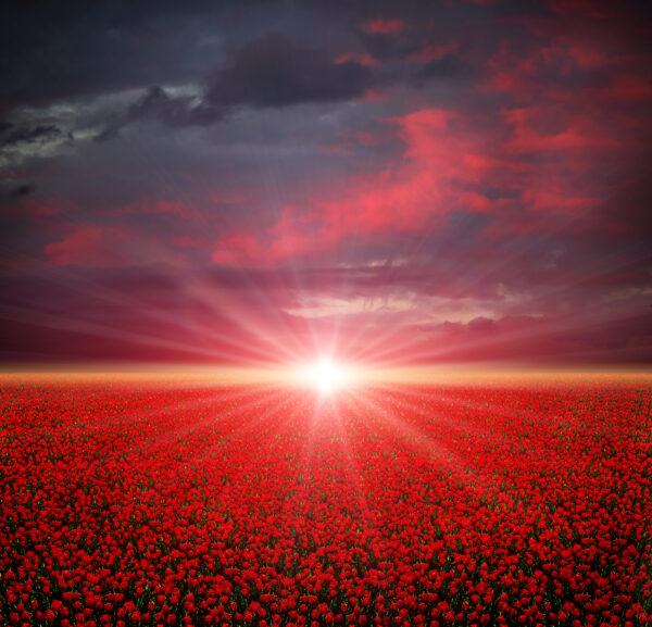 Poppies field at sunset