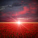 Poppies field at sunset