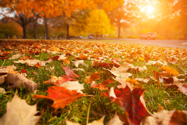catturare i colori dell'autunno