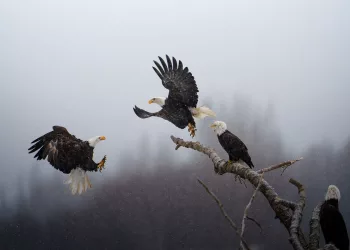 I vincitori “Fotografie dell’Anno” di National Geographic